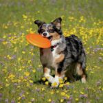 Mini Australian Shepherds