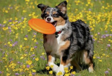 Mini Australian Shepherds